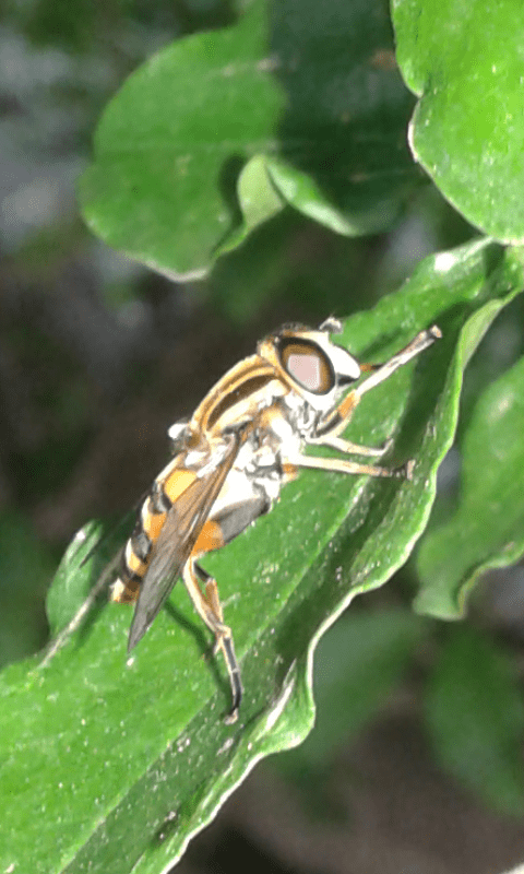 Syrphidae : Helophilus pendulus? S